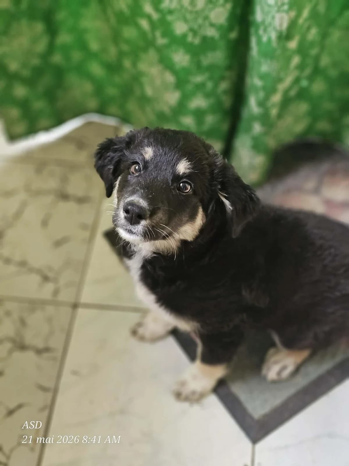 Rita, Mixed Breed (Association Célestia)