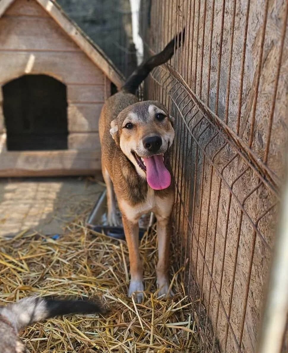 Romy, female puppy Mixed Breed for adoption at Association Célestia, penil