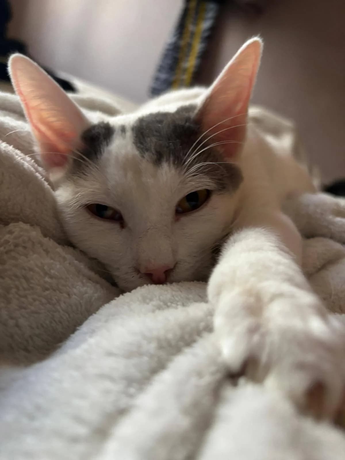 Smeagol, male Mixed Breed for adoption at Association Célestia, penil