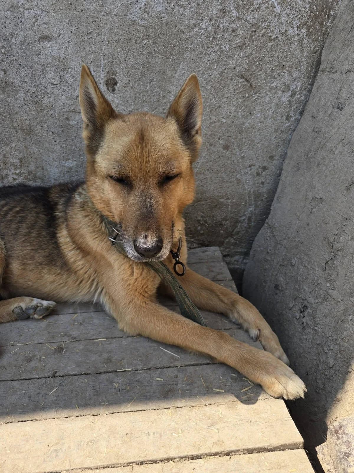 Sollie, female Mixed Breed for adoption at Association Célestia, penil