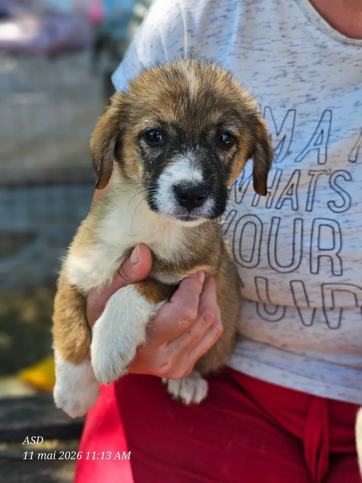 Sora, Mixed Breed (Association Célestia)