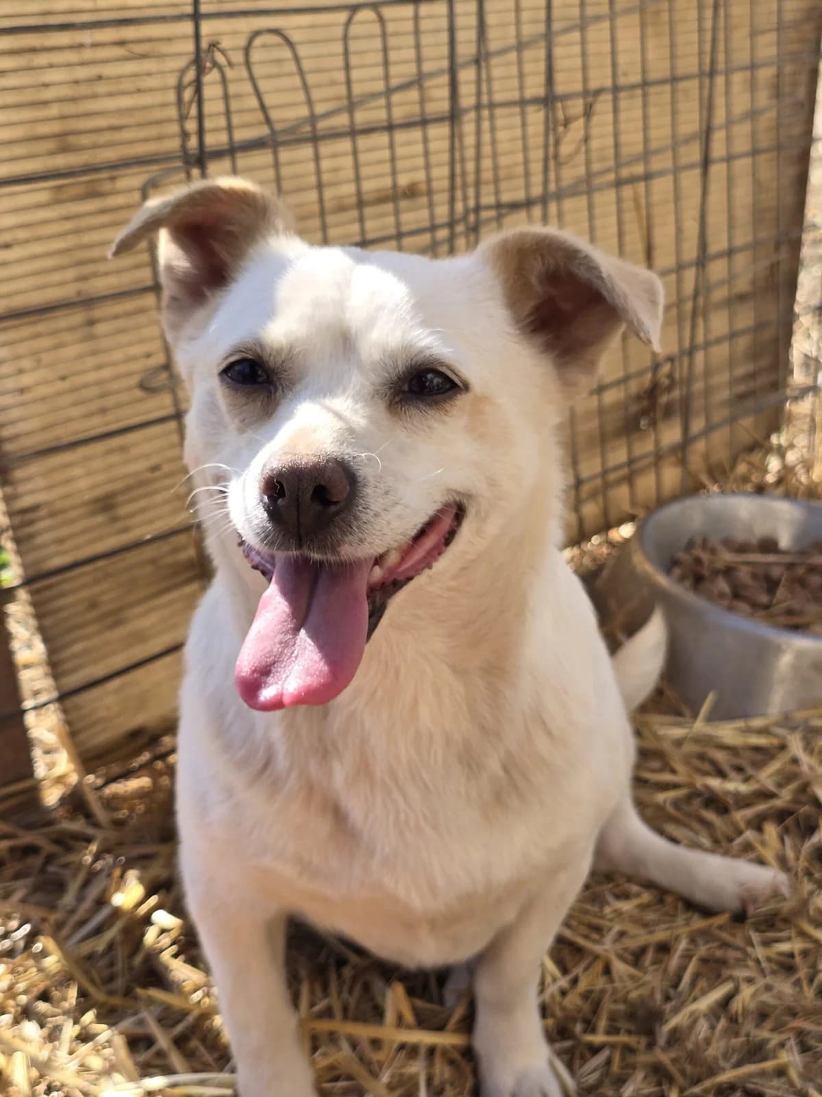 Starlette, Mixed Breed (Association Célestia)