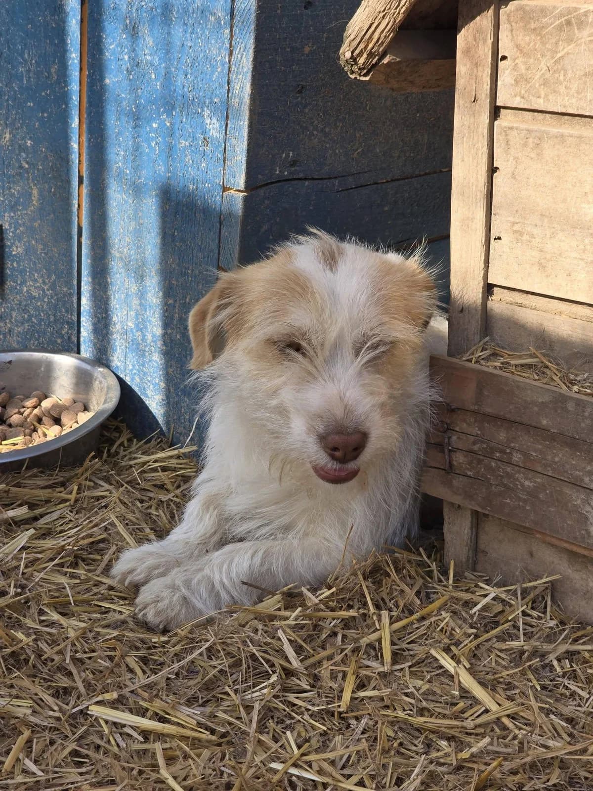 Starly, female Mixed Breed for adoption at Association Célestia, penil