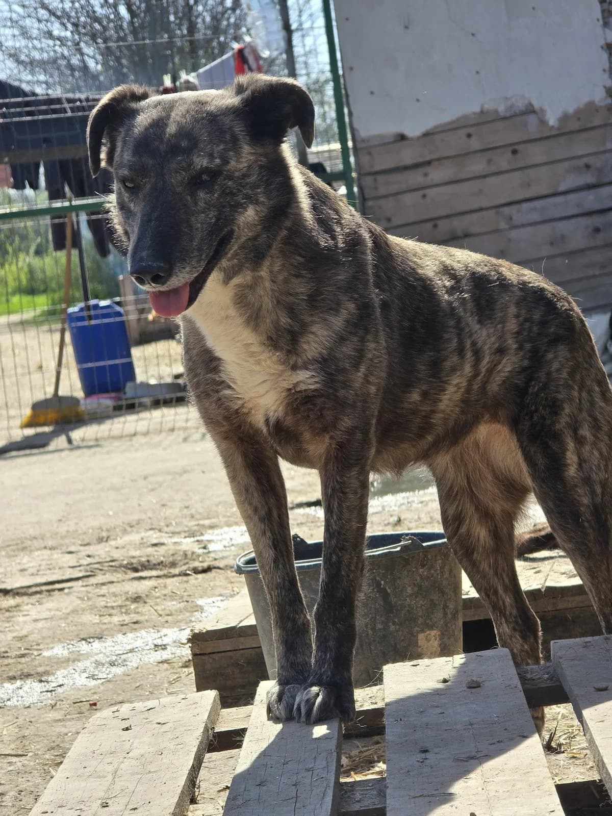 Steffie, female Mixed Breed for adoption at Association Célestia, penil