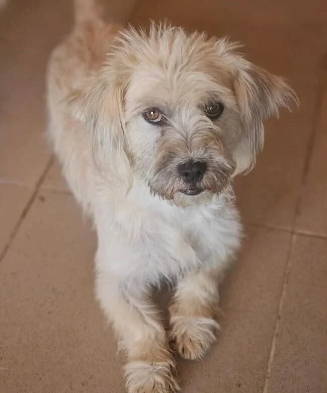 Tikita, female Mixed Breed for adoption at Association Célestia, penil