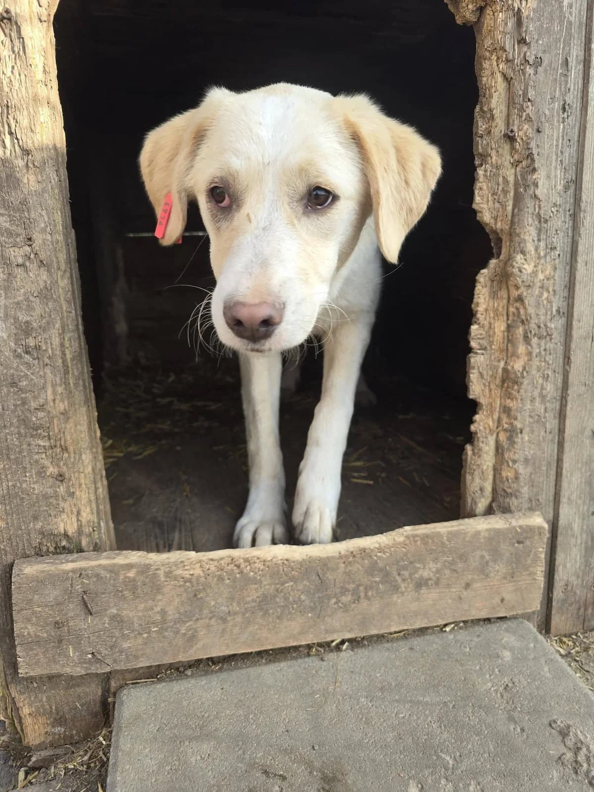 Toffee, female Mixed Breed for adoption at Association Célestia, penil