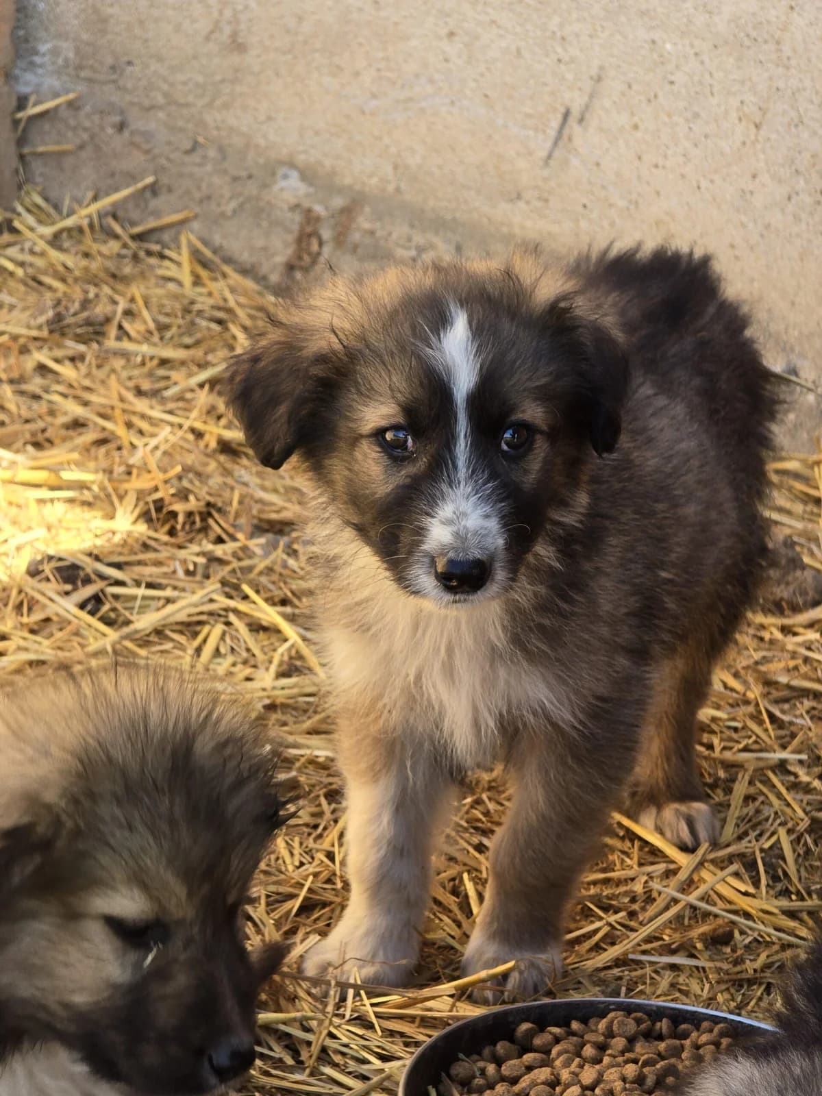 Tortellini, Mixed Breed (Association Célestia)