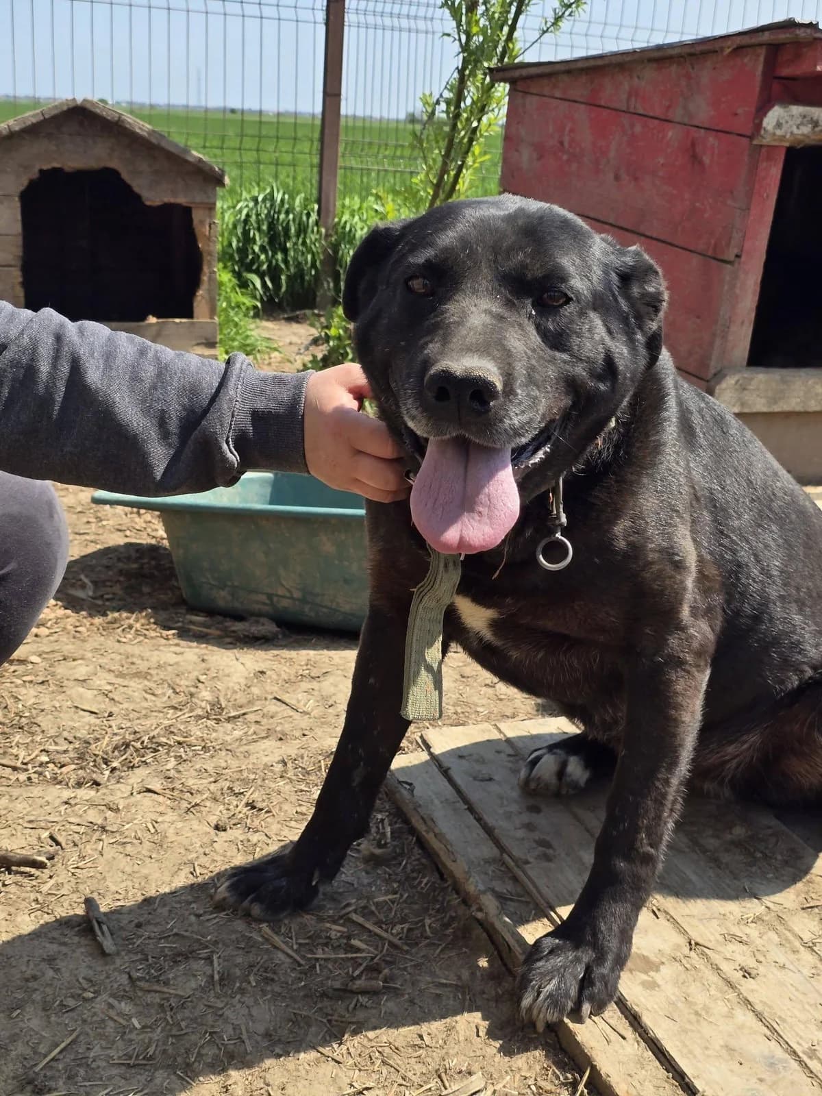 Tosca, female Mixed Breed for adoption at Association Célestia, penil