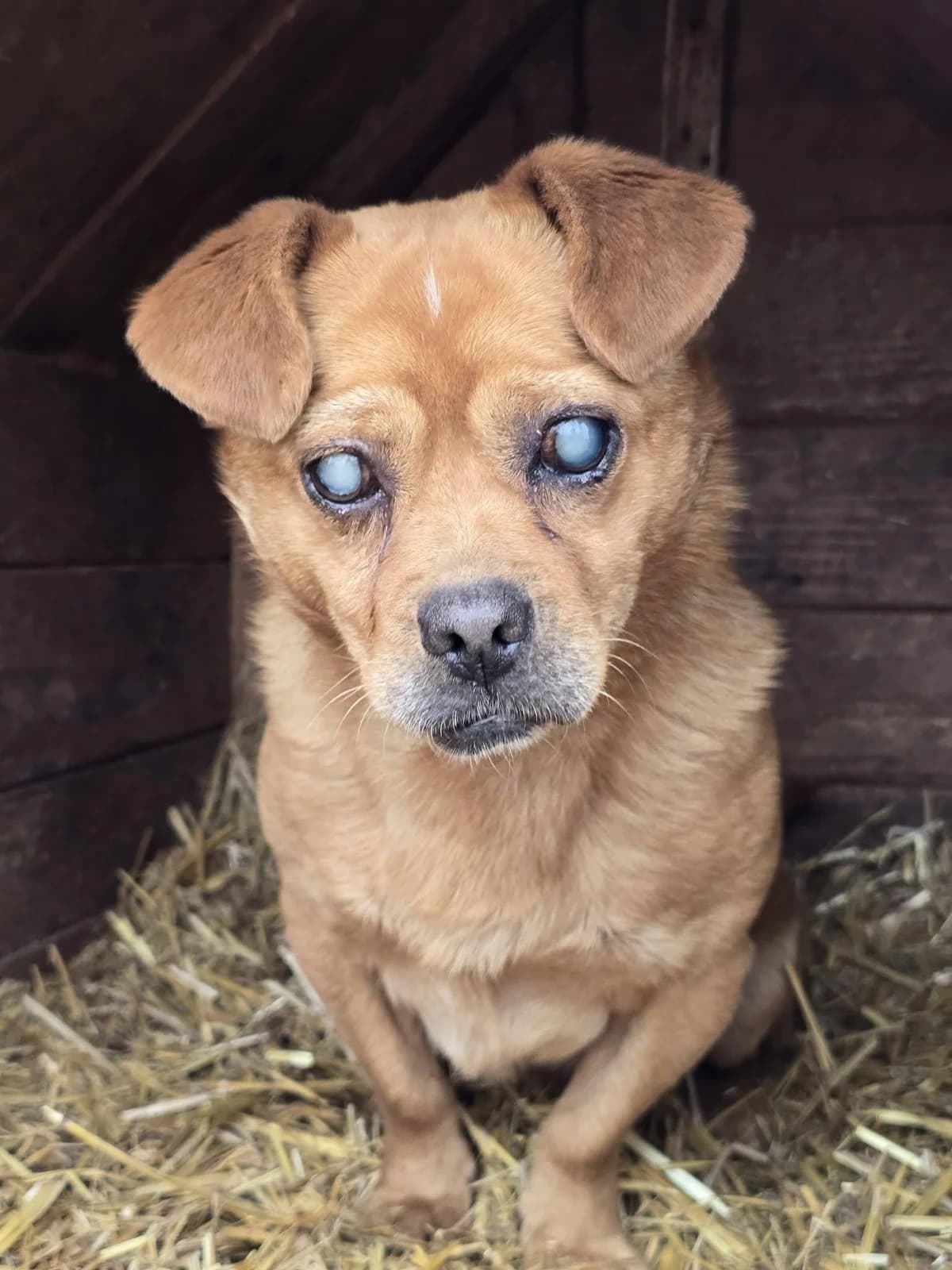 Tulum, male Mixed Breed for adoption at Association Célestia, penil