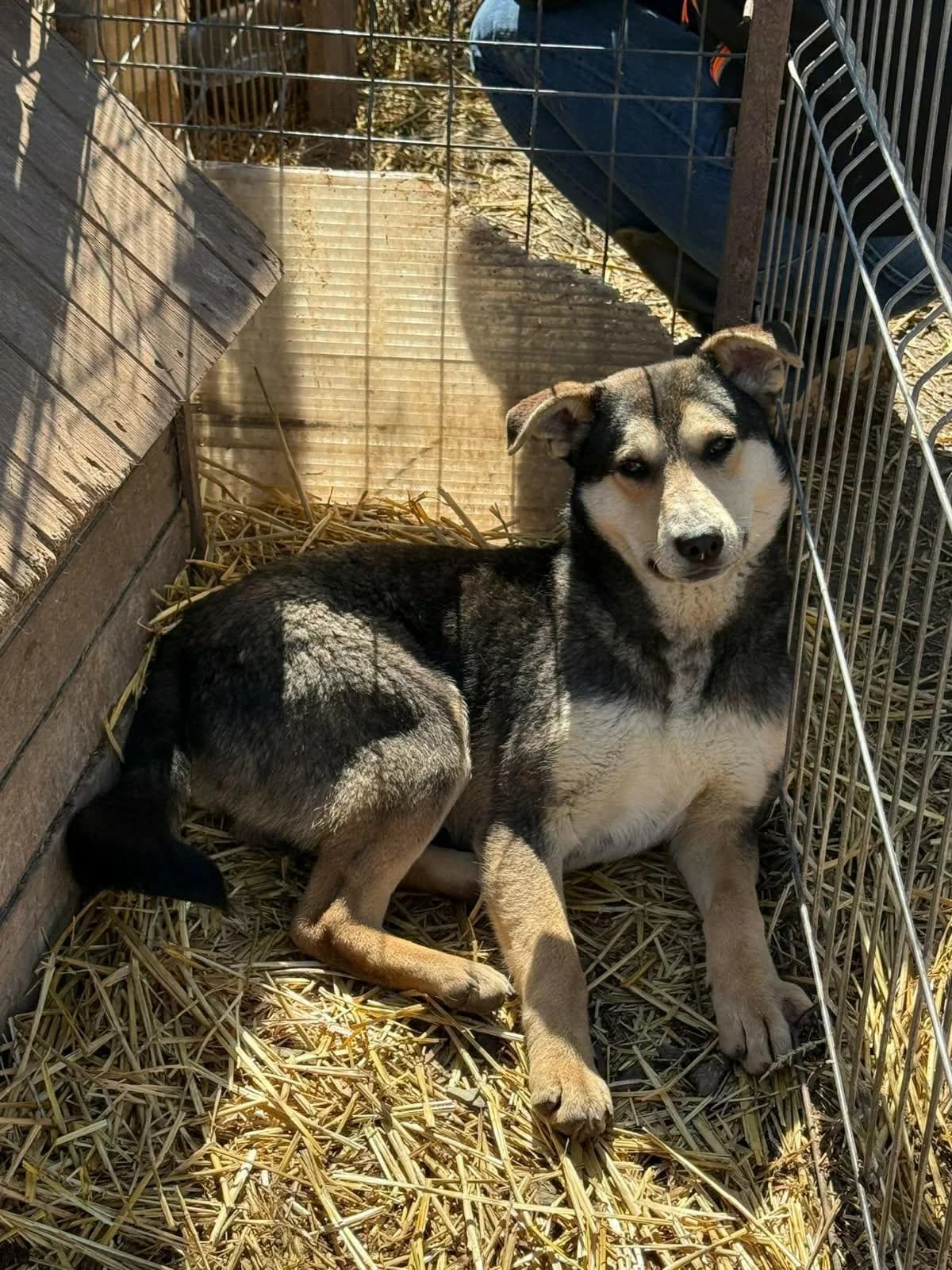 Ulysse, male Mixed Breed for adoption at Association Célestia, penil