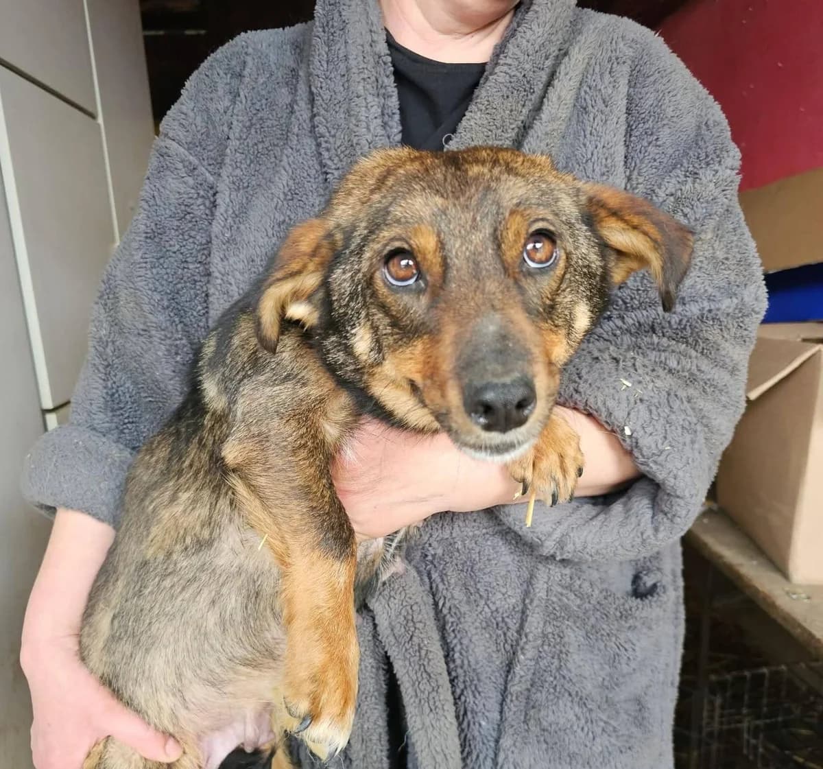 Utah, female Mixed Breed for adoption at Association Célestia, penil