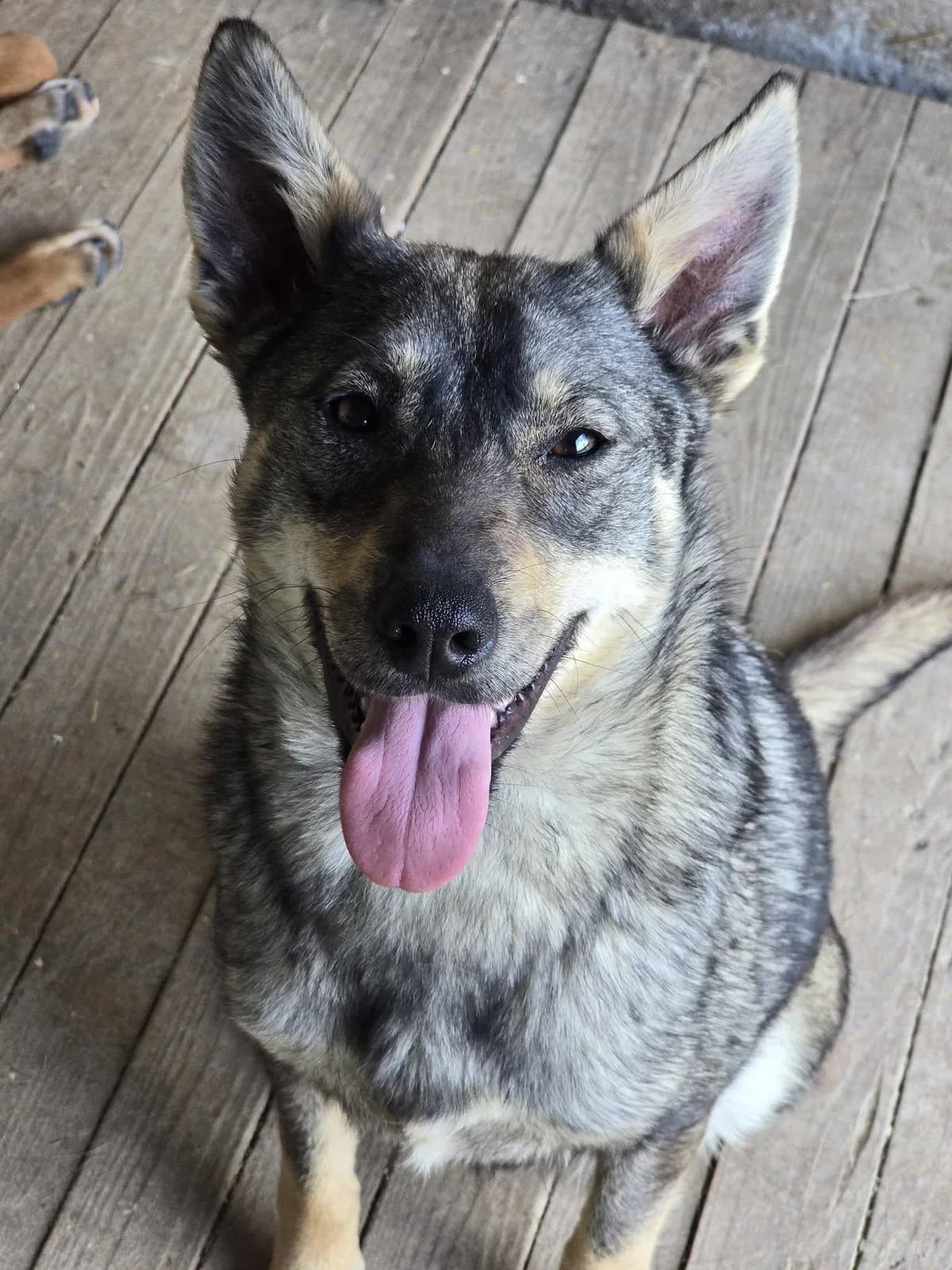 Valka, female Mixed Breed for adoption at Association Célestia, penil