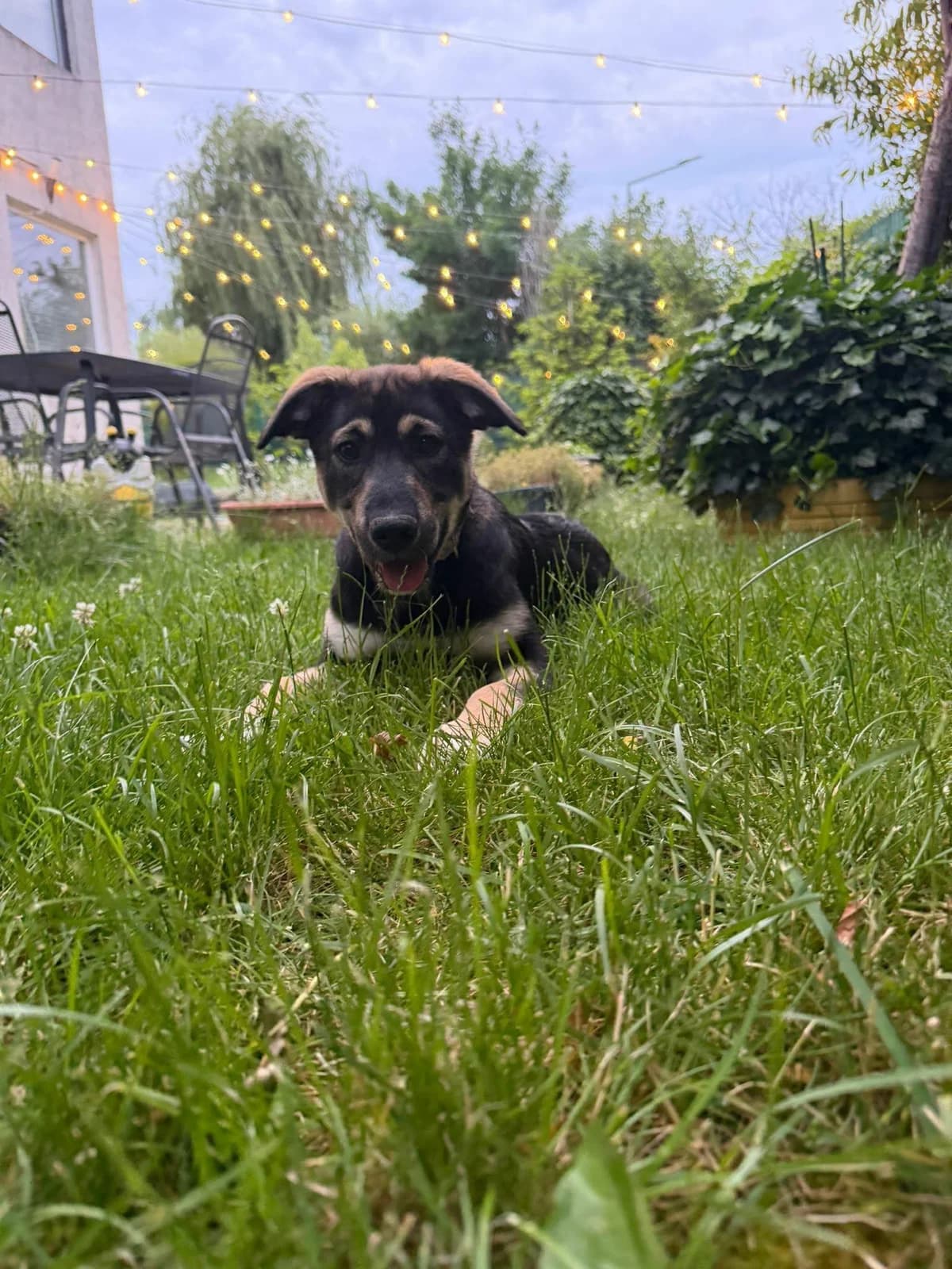 Yin, Mixed Breed (Association Célestia)