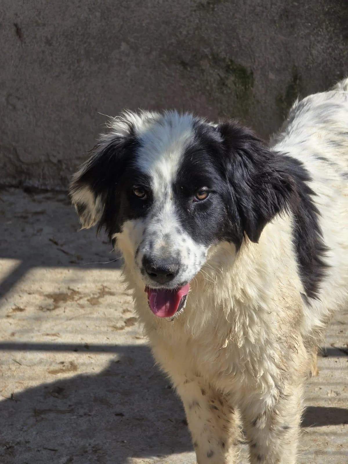 Yoyotte, female Mixed Breed for adoption at Association Célestia, penil