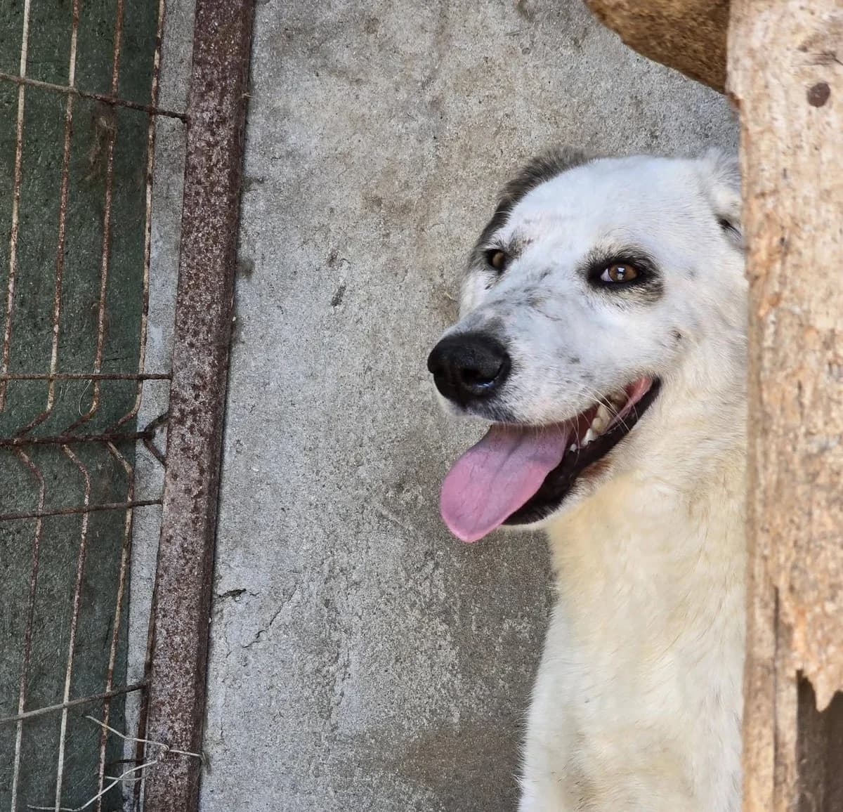Yuna, Mixed Breed (Association Célestia)