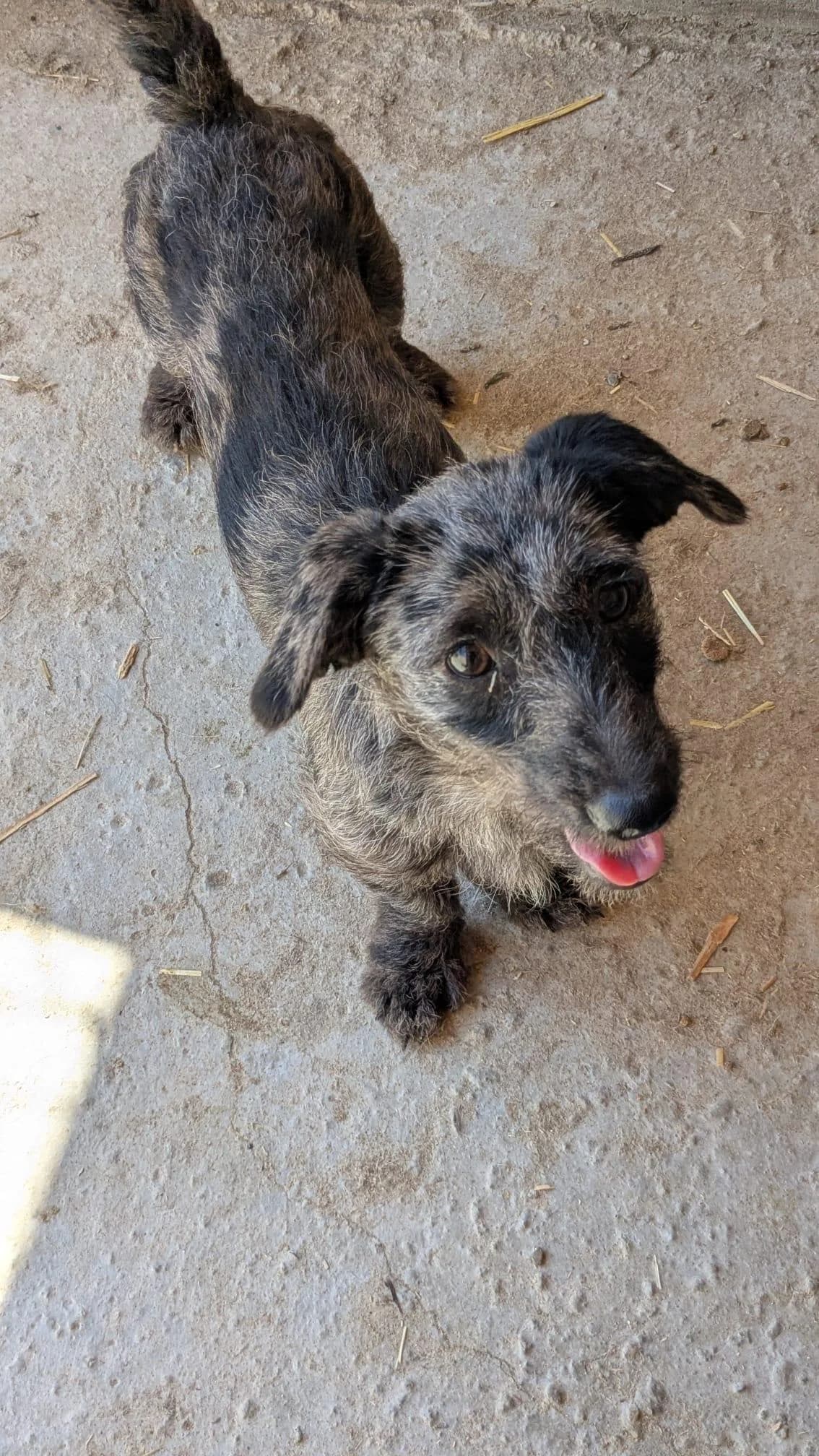 Zig zag, female Mixed Breed for adoption at Association Célestia, penil