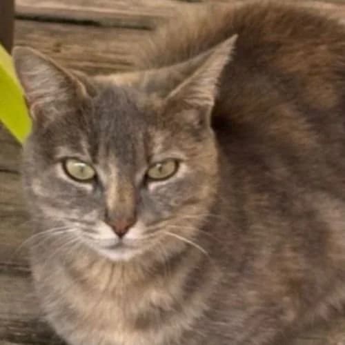 Grizounette,  Mixed Breed for adoption at Ch