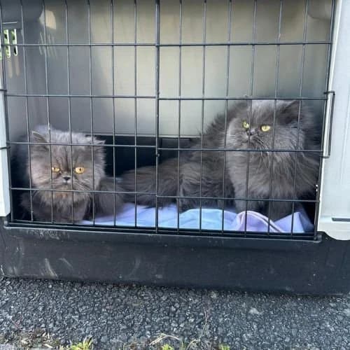 Neige et Nuage,  Mixed Breed for adoption at Ch