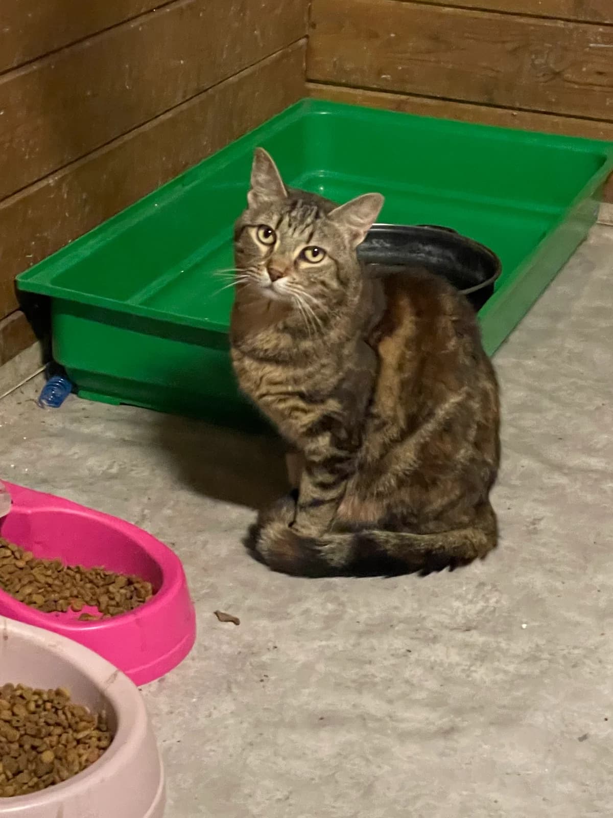 Carla, female Mixed Breed for adoption at Chadaba, Lechâtelet