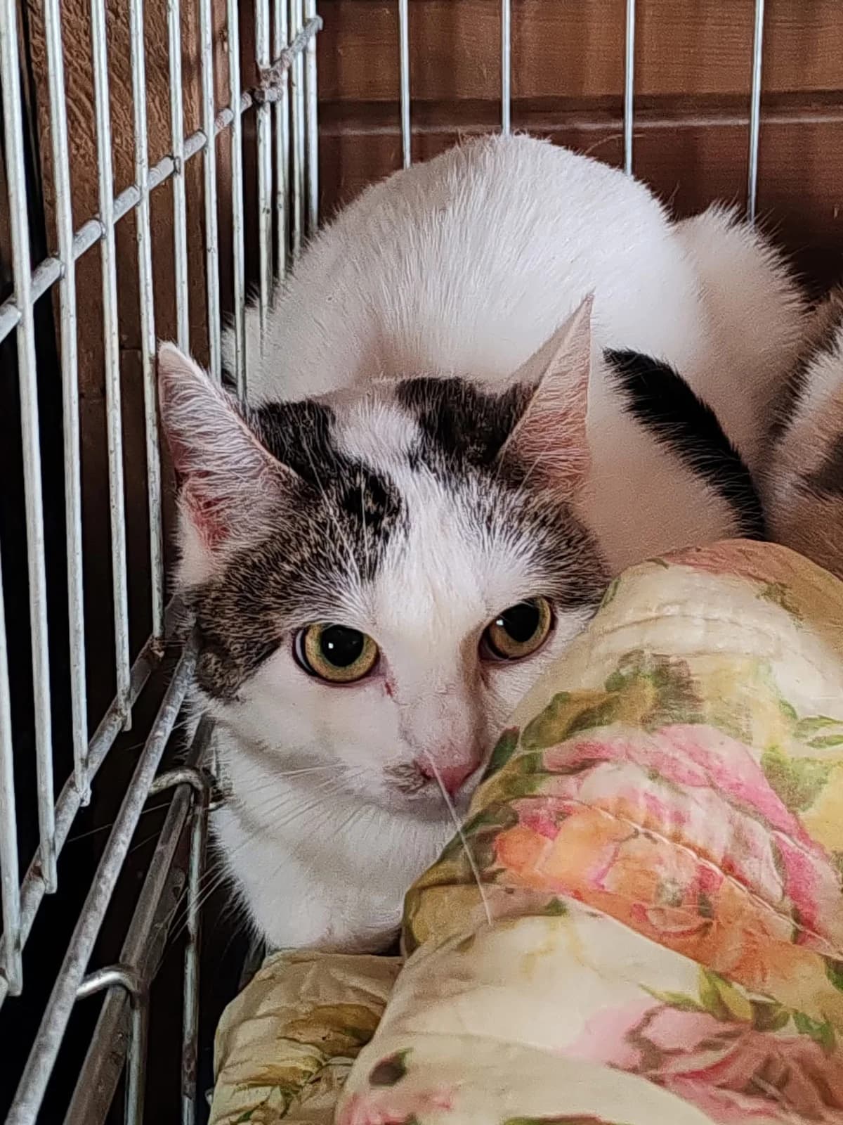 Nenette, female young Mixed Breed for adoption at Chadaba, Lechâtelet
