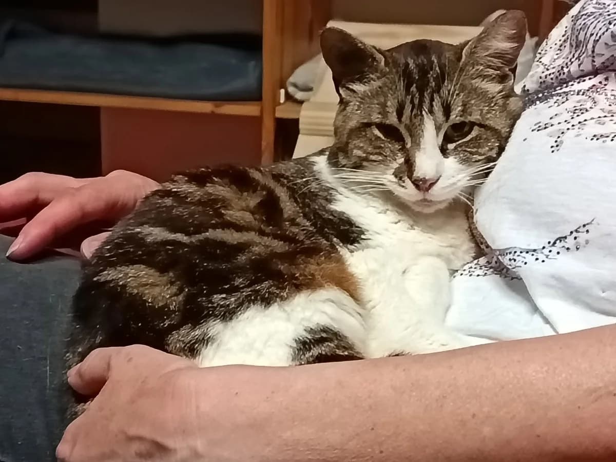 Ophélie, female 3yo Mixed Breed for adoption at Chadaba, Lechâtelet