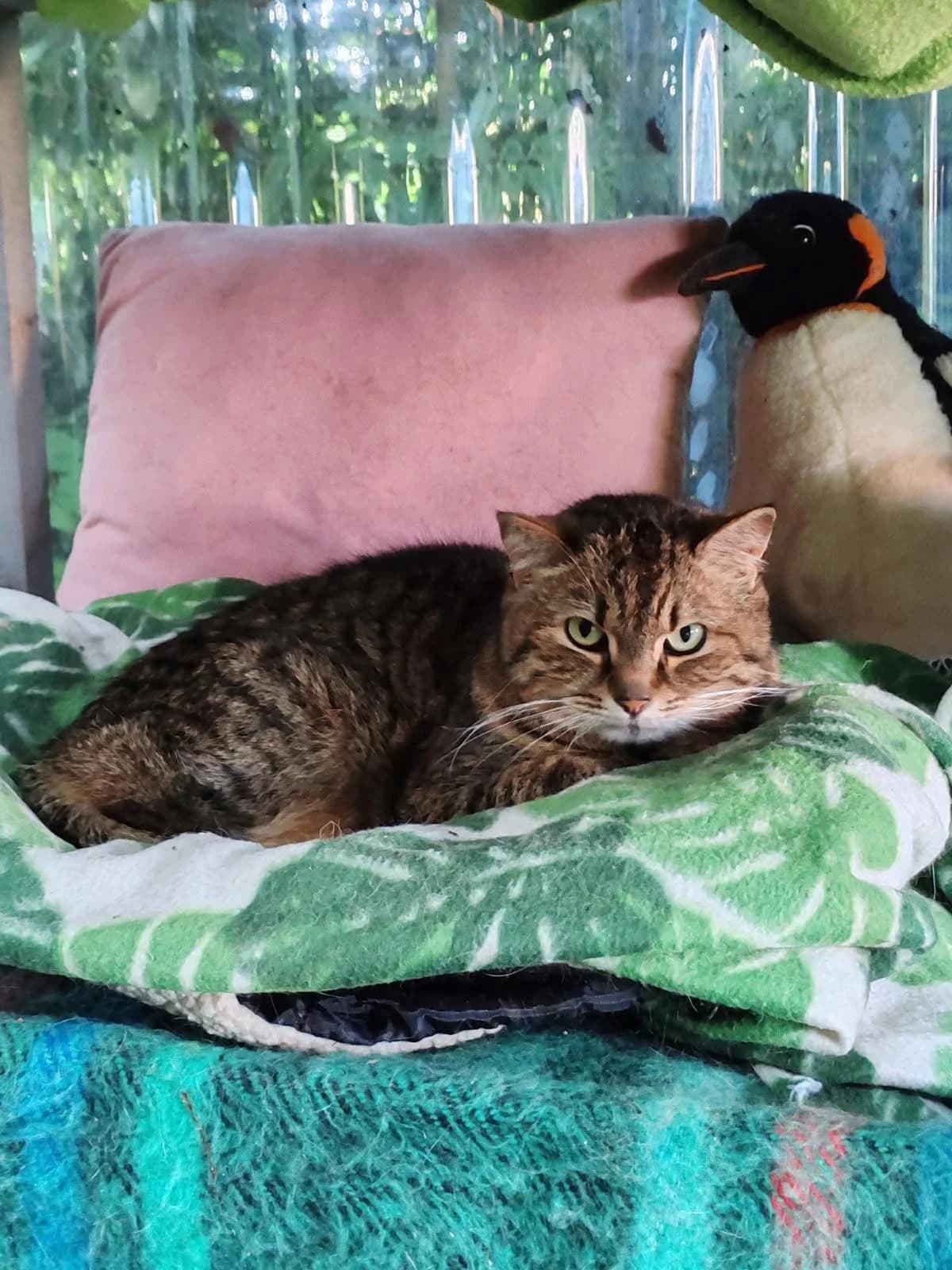 Pépette, female senior Mixed Breed for adoption at Chadaba, Lechâtelet