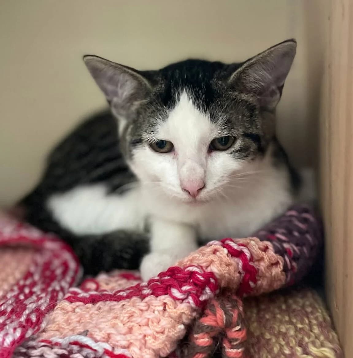 Angie, female Mixed Breed for adoption at Chadaba, Lechâtelet