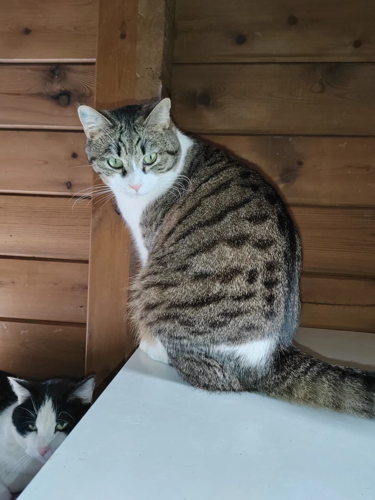 Sidonie, female Mixed Breed for adoption at Chadaba, Lechâtelet