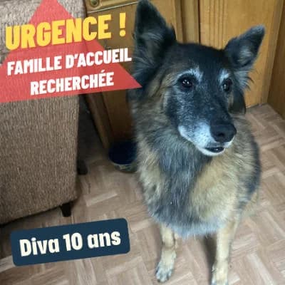 L'association n'a pas de chien à l'adoption actuellement, Mixed Breed (Ch)