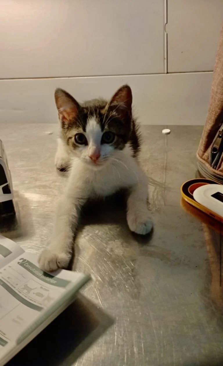 MAROUSSI,  European Shorthair for adoption at Le Chat Doc