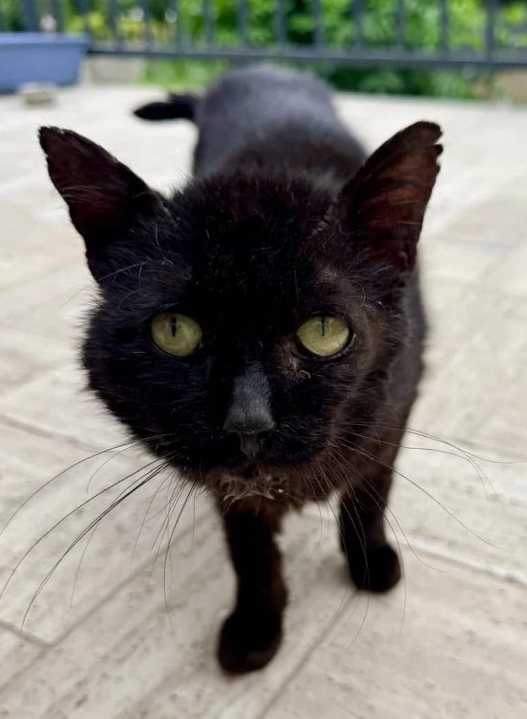 AIYAN, male European Shorthair for adoption at Chat d