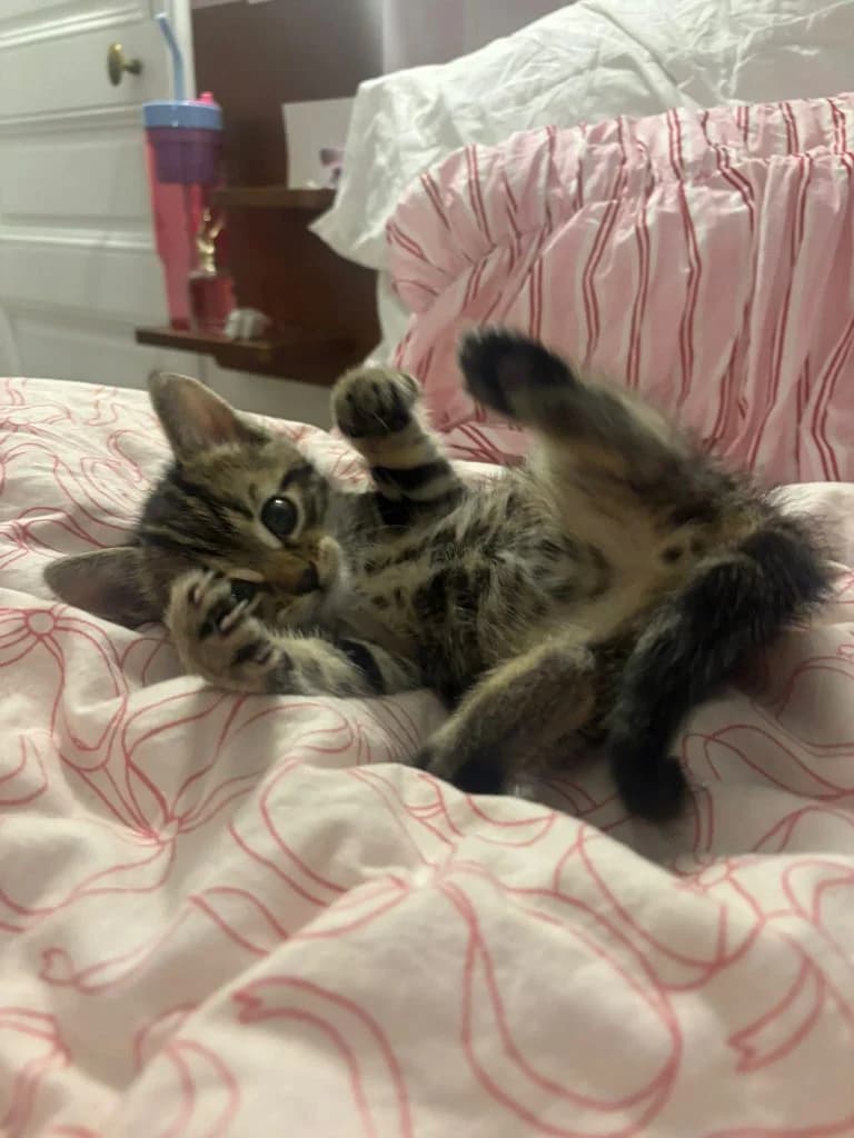 ALBANO et ROMANIA,  European Shorthair for adoption at Le Chat Doc