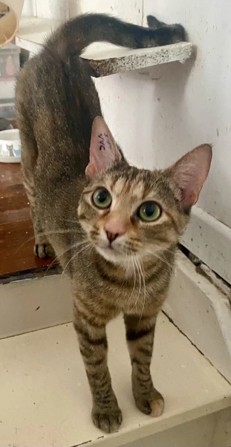 ALiCe, female European Shorthair for adoption at Chat d