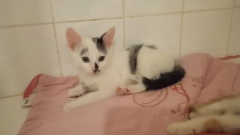 ANDY WHAROL,  European Shorthair for adoption at Le Chat Doc