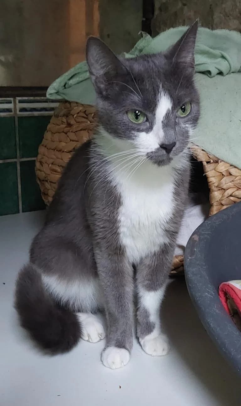AUBADE,  European Shorthair for adoption at Le Chat Doc