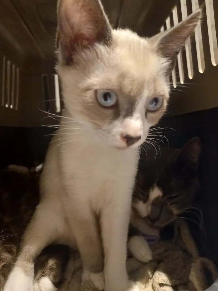 AURORE, female European Shorthair for adoption at Chat d