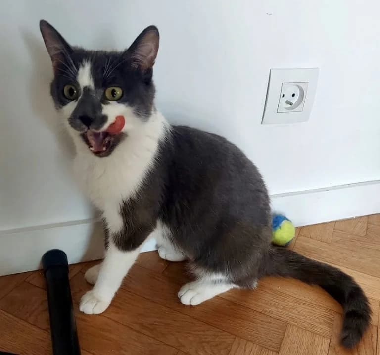 AYANA ET ASHINKA, European Shorthair (Chat d)