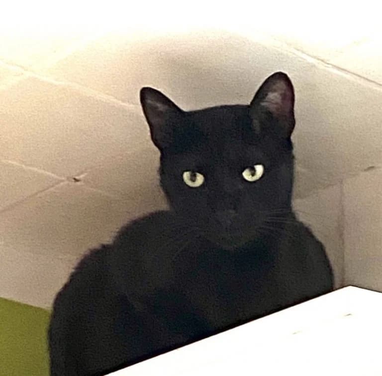 BABELWED,  European Shorthair for adoption at Le Chat Doc