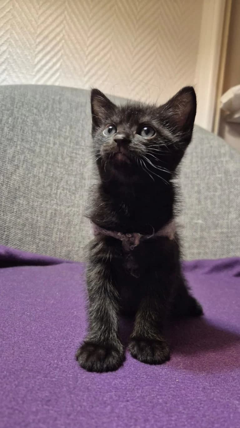 BABOL,  European Shorthair for adoption at Le Chat Doc