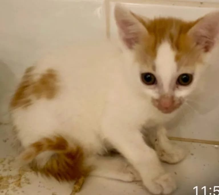 BANJO,  European Shorthair for adoption at Le Chat Doc