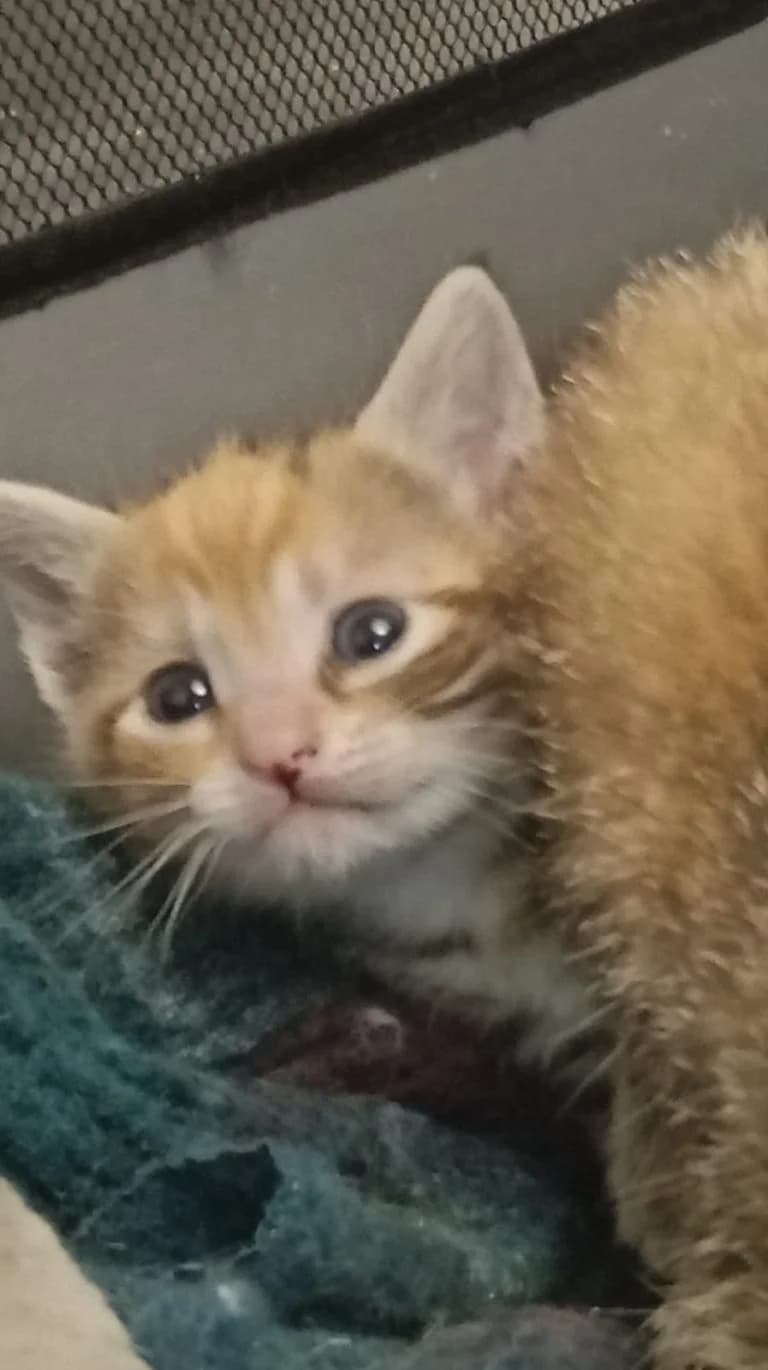 BARBIE, female European Shorthair for adoption at Chat d