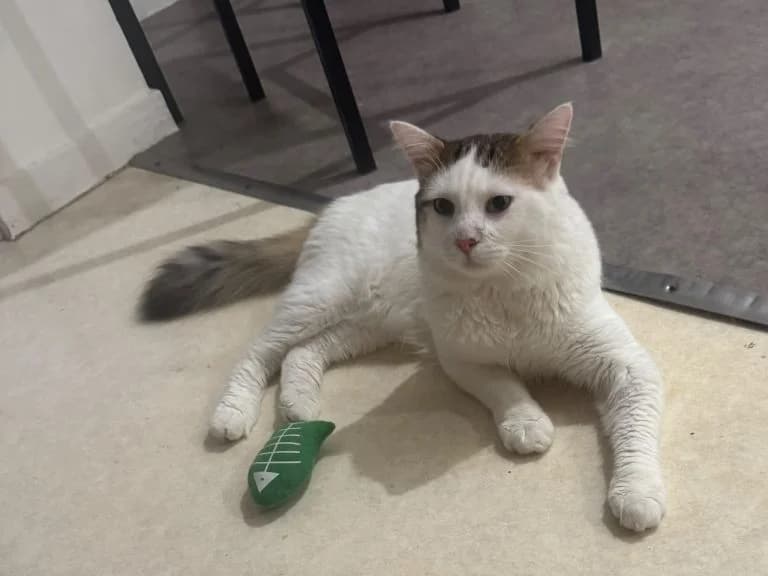 BELLO,  European Shorthair for adoption at Le Chat Doc