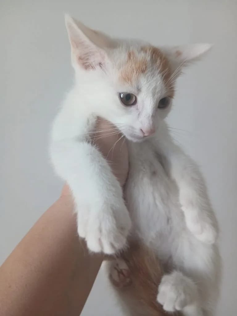 BERTHE MORIZOT,  European Shorthair for adoption at Le Chat Doc
