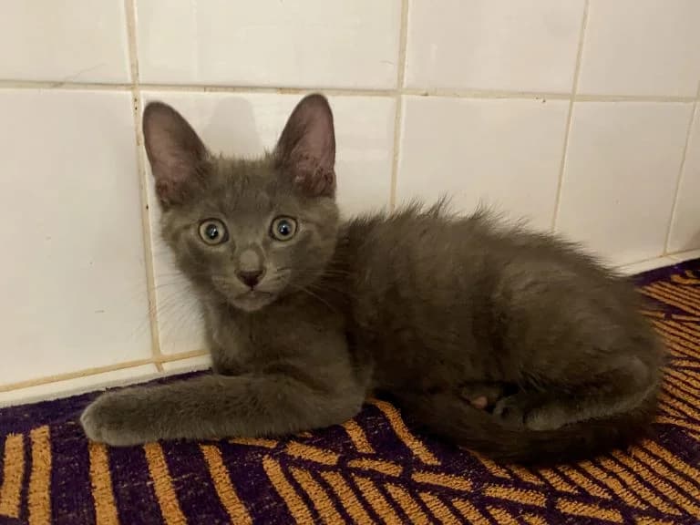 BIGOUDI,  Russian Blue for adoption at Le Chat Doc