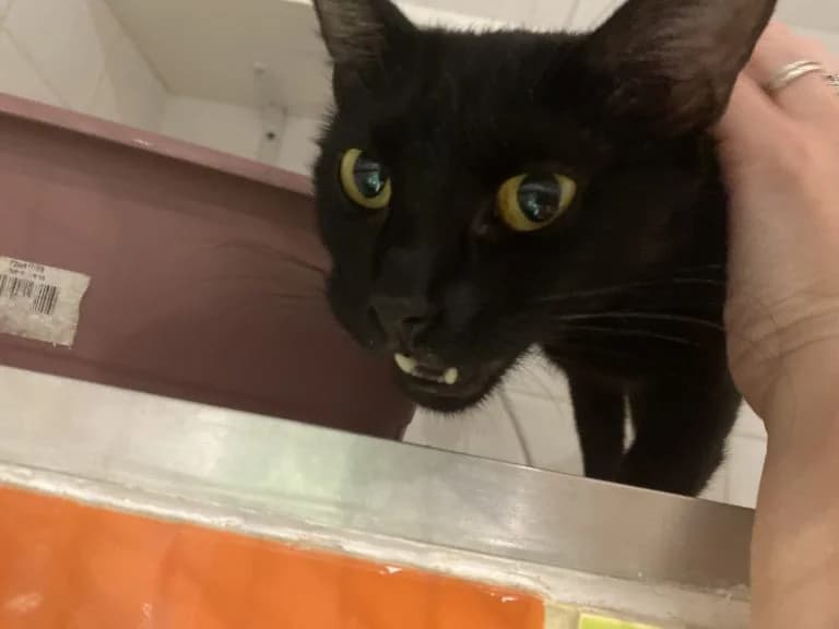 BOUCLETTE, European Shorthair (Chat d)