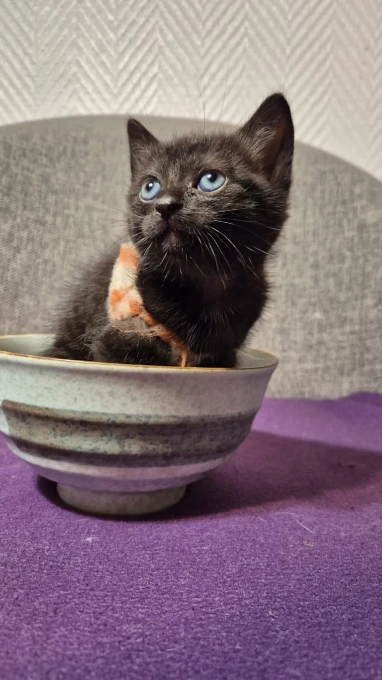 BOUKAN,  European Shorthair for adoption at Le Chat Doc