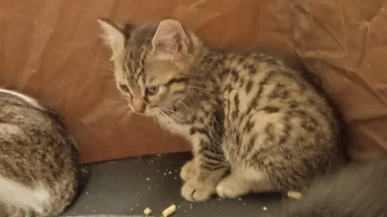 BOUTON D'OR, male Mixed Breed for adoption at Chat d