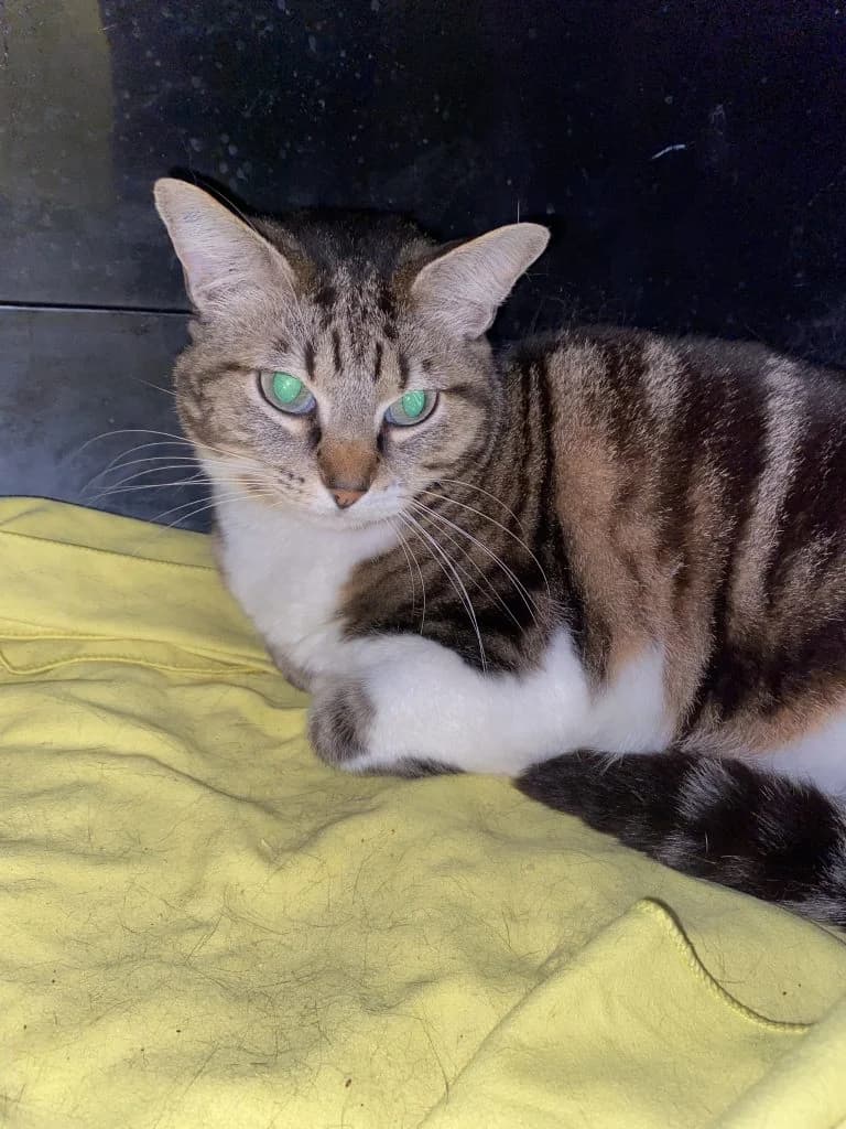 CAILLOUXE,  European Shorthair for adoption at Le Chat Doc