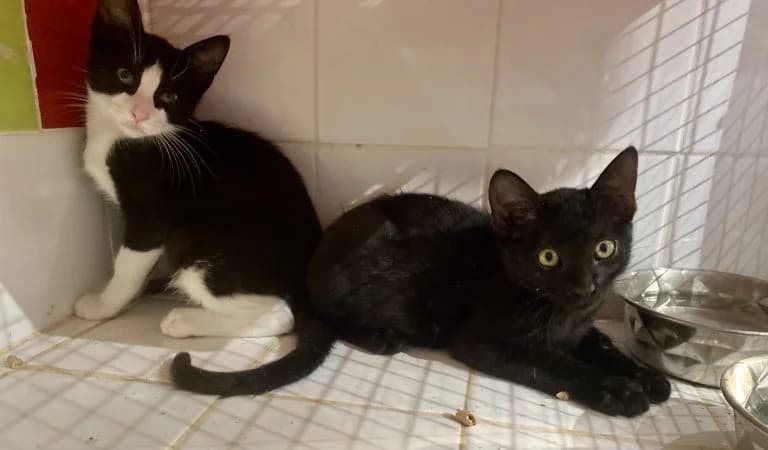 CANYON ET PÉPITE, European Shorthair (Chat d)
