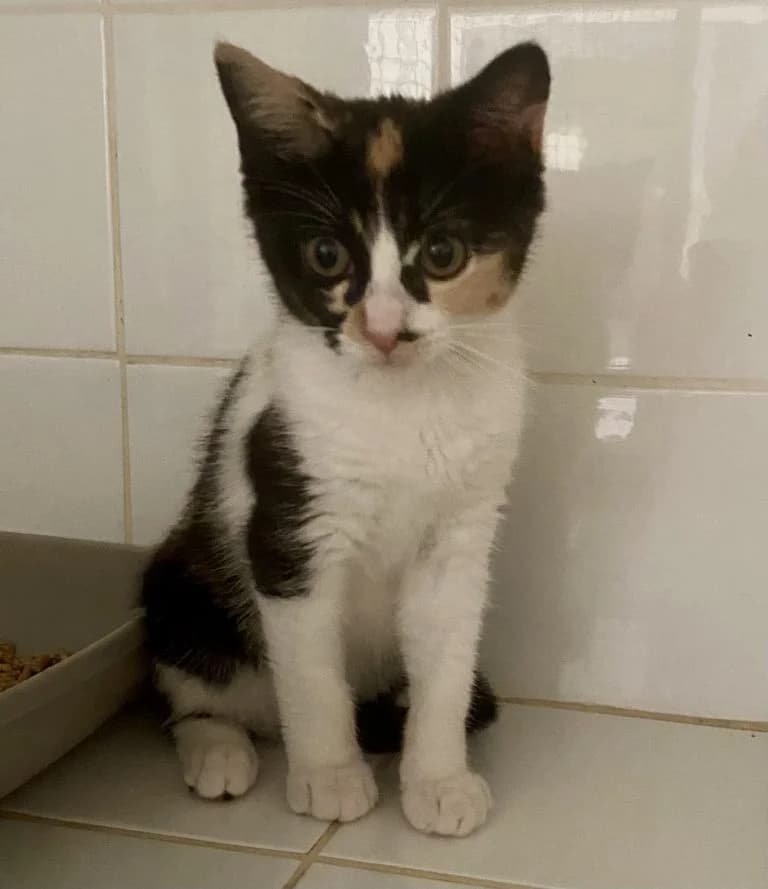 CHANEL,  European Shorthair for adoption at Le Chat Doc